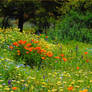 Wild flower field in Descanso