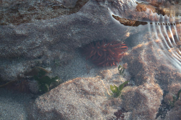 Rockpool Ripples Rockpool Ripple by bloddueuth on DeviantArt