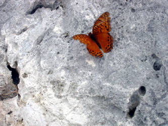 Butterfly on Iron Coral