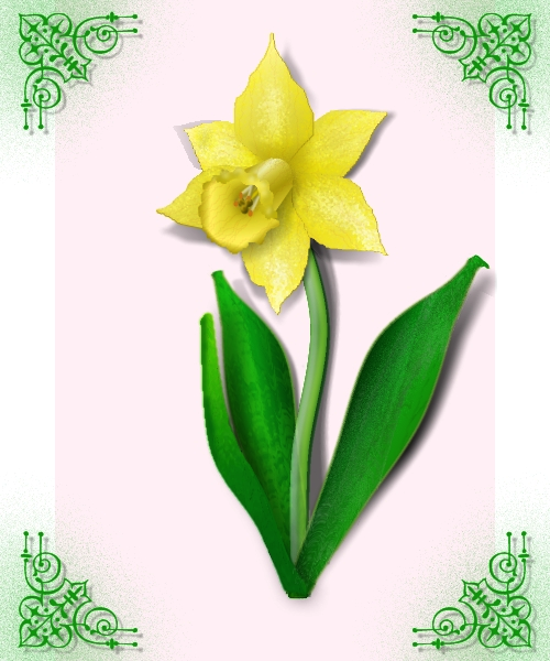 Daffodil 2