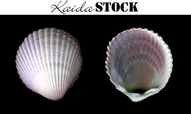 KaidaStock_Shells02