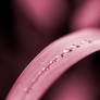 Pink drops