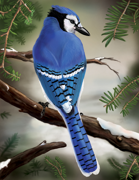 Blue Jay