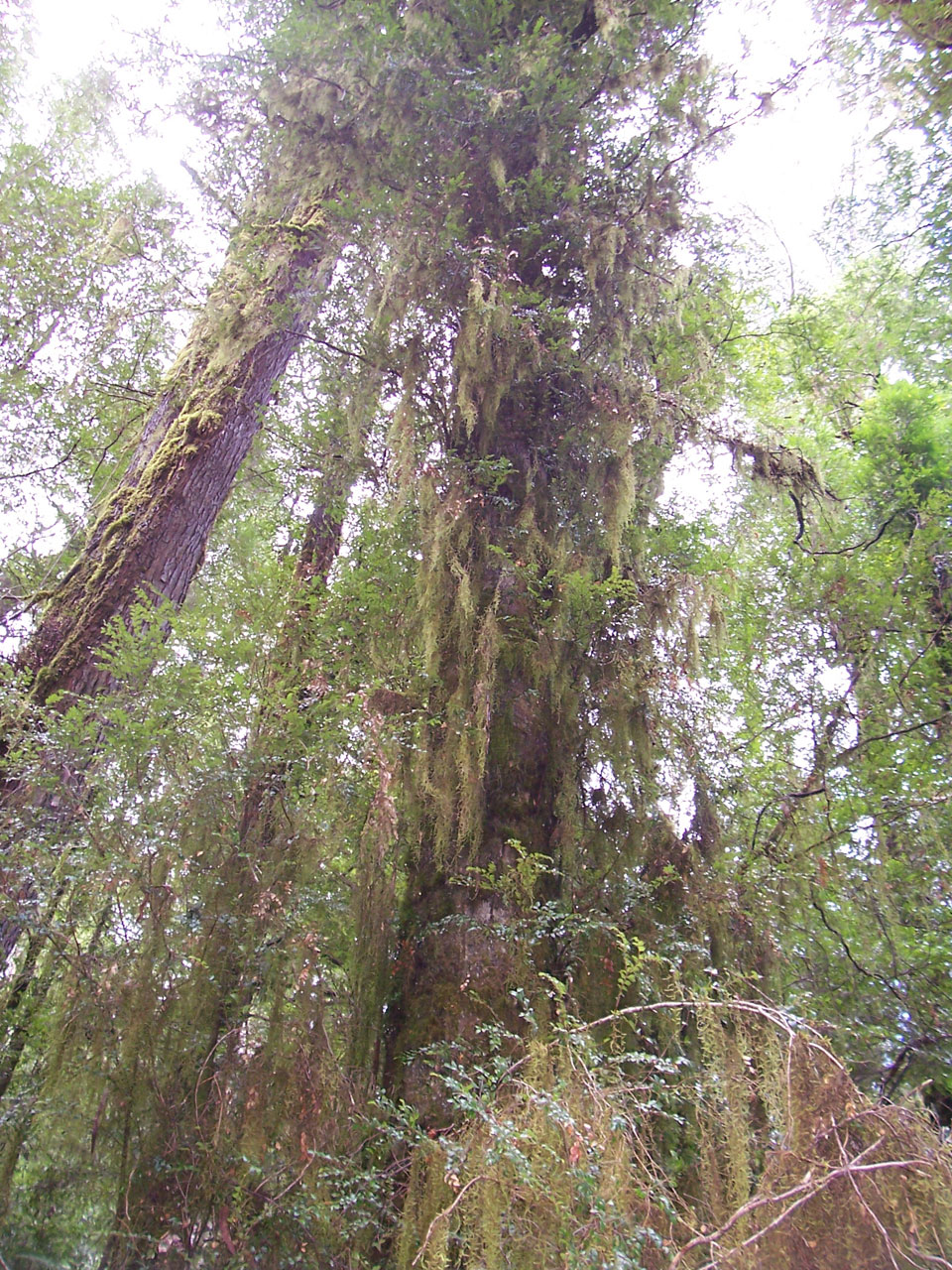 Hanging Moss