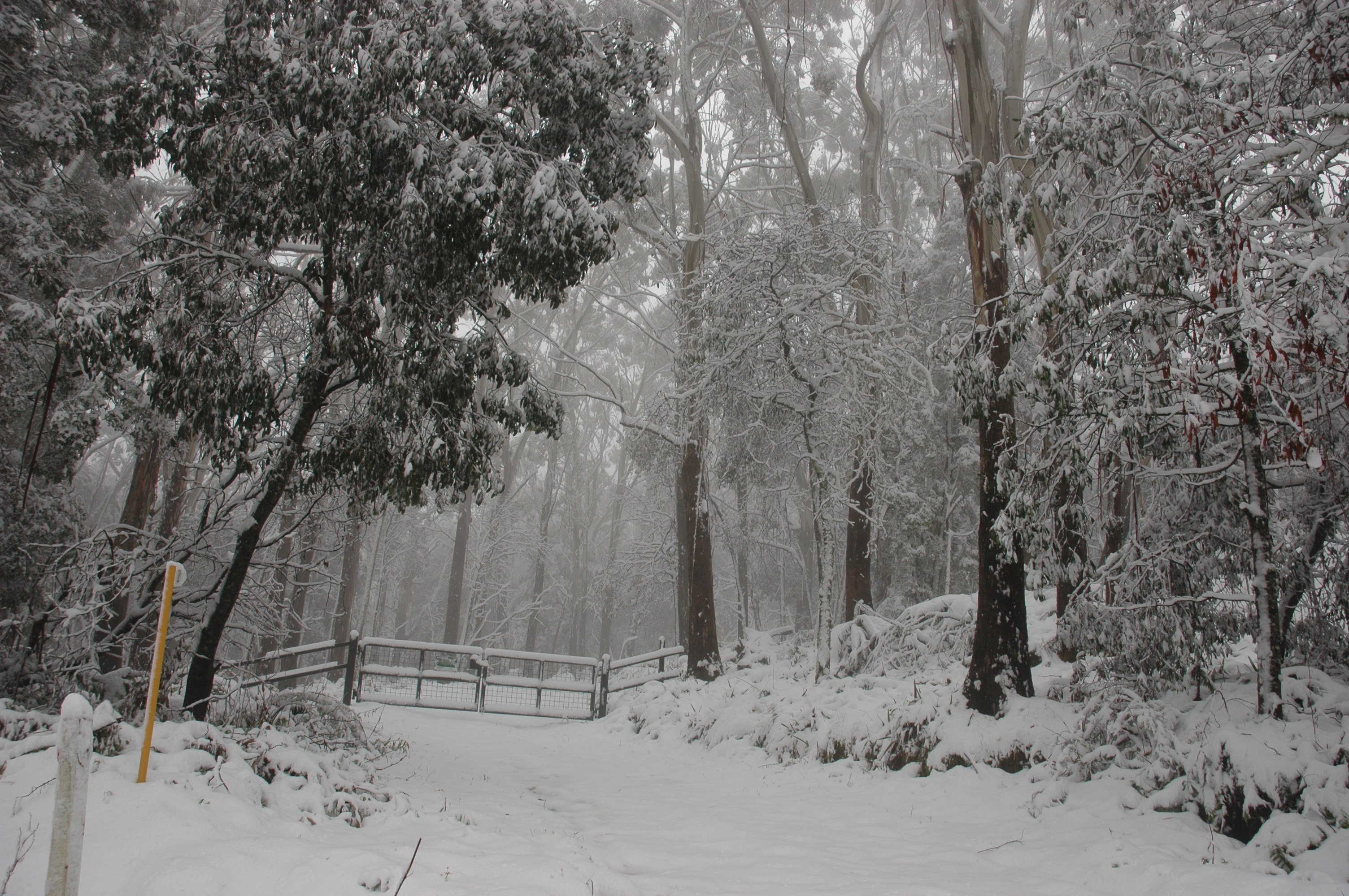 Stock - Snowy Forest