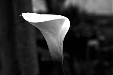 Fleur en blanche et noir