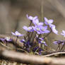 hepatic anemone