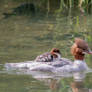 Mergus merganser