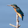 Kingfisher