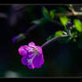 Epilobium parviflorum