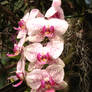 Orchids 3