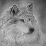 SnoWolf