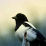 Magpie.