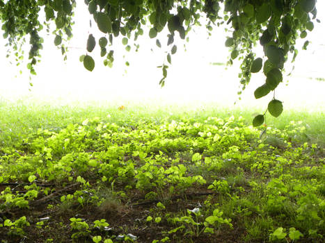 Under the trees