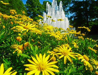 Summer Flowers