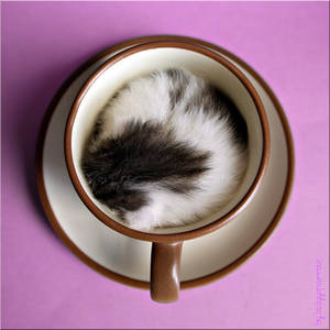 a cup of cat1