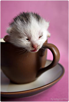 a cup of cat2