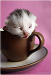 a cup of cat2 by ladyysparrow