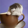 a cup of cat3