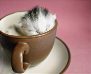 a cup of cat4