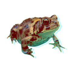 toady toad