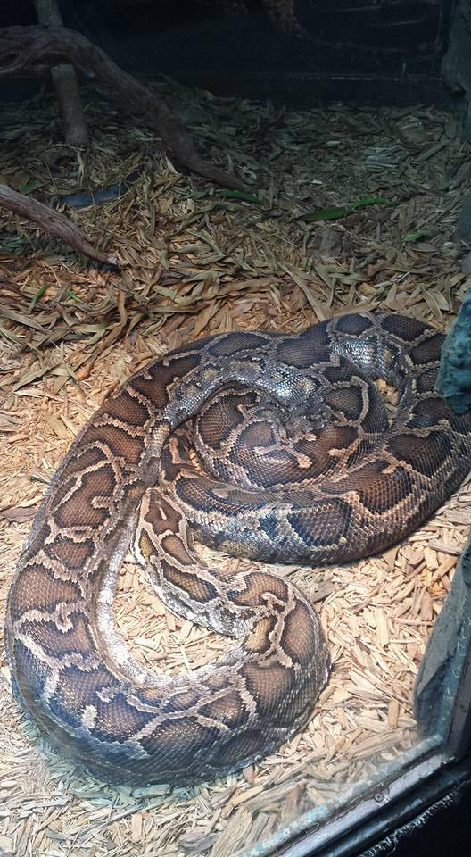 Burmese Python by zowie214 on DeviantArt