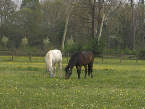 The Black and the White