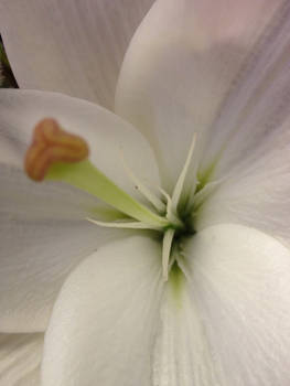 Easter Lily