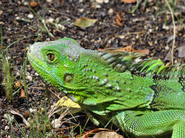 Key Iguana