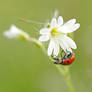 ladybug