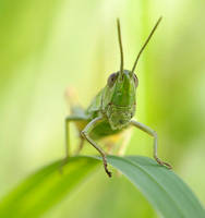 grasshopper