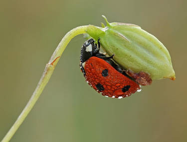 ladybug