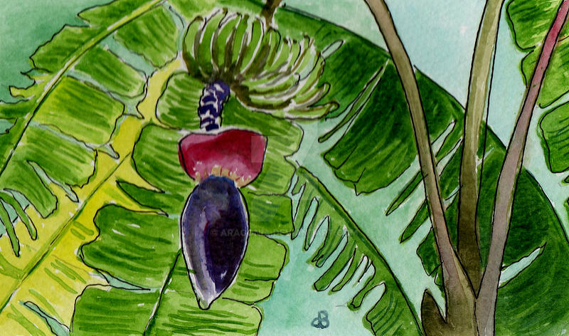 Bananas by aragonia on DeviantArt