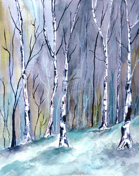 Birches in the Forest