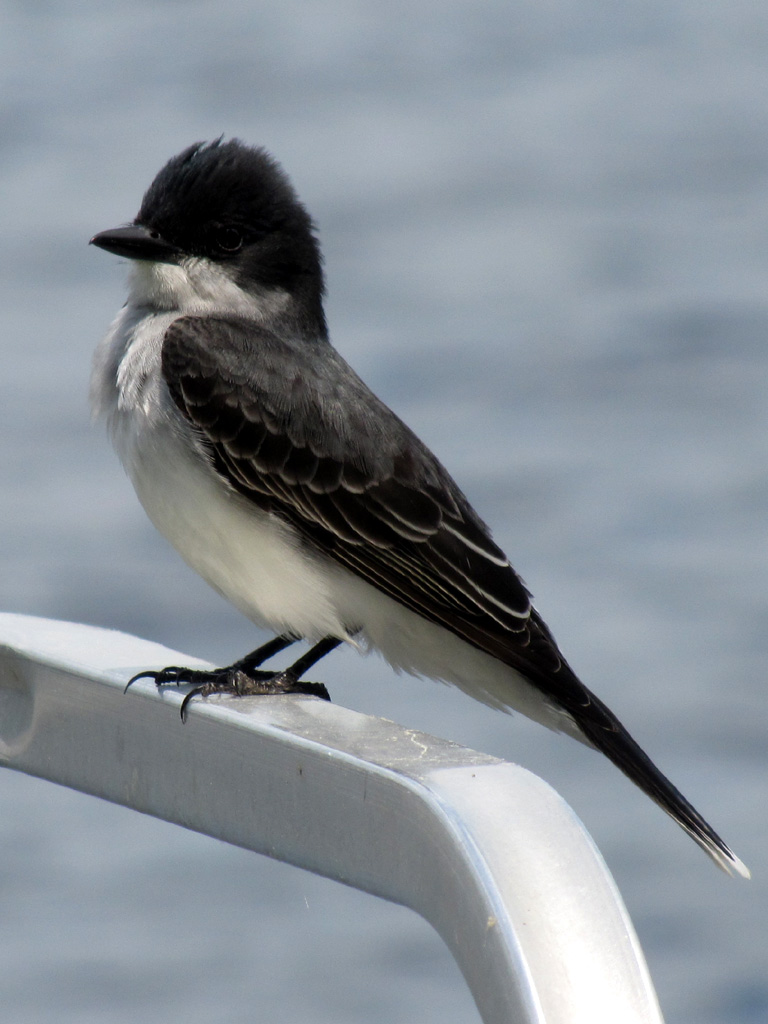 Kingbird