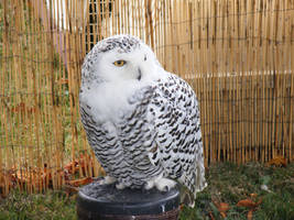 Snowy Owl