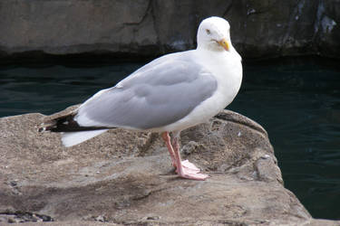 Seagull III