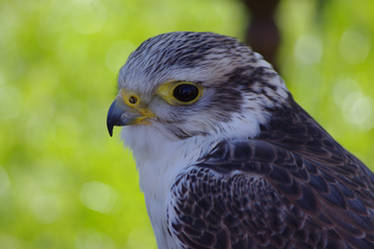 Saker Falcon