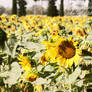 sunflowers