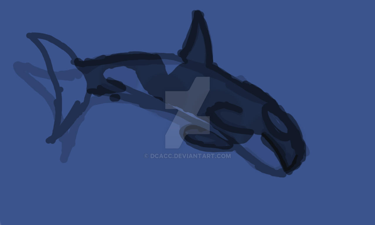 Orca Anatomy Test Sketch by dCacc on DeviantArt