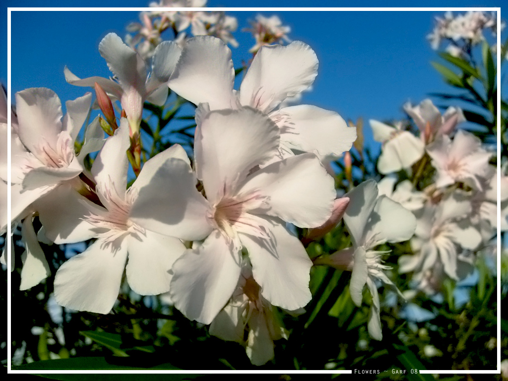 Original flowers