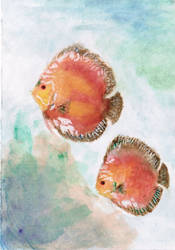 Red Malboro Discus