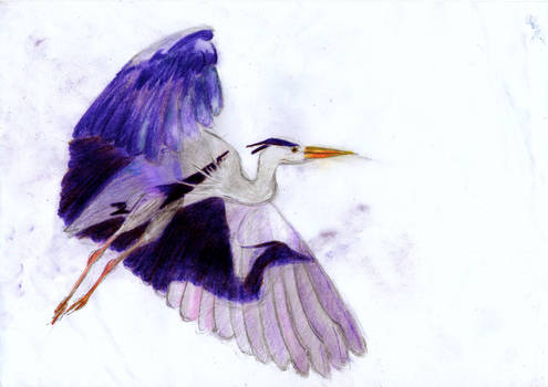 Purple Heron