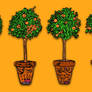 Orange trees