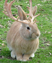 Jackalope