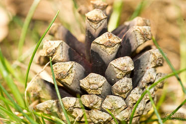 Fir cone, as it turns out, it's a pine cone