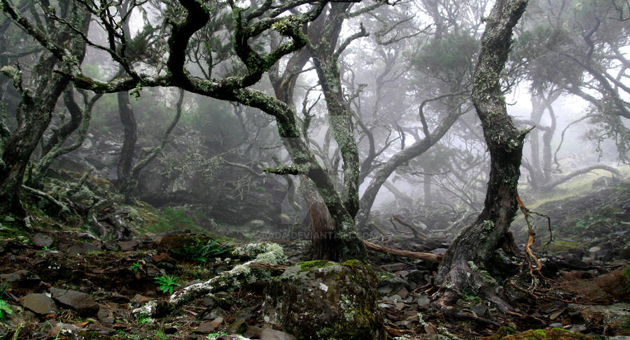 Madeira - Waking The Ghost I