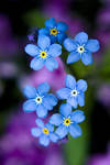 forget me not 2
