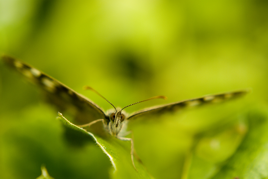 Butterfly face