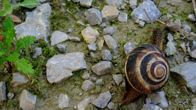 Snail